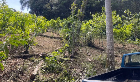 From Farm to Skin: How Capskin Uses Ecologically Sourced Cacao from Finca Montaña